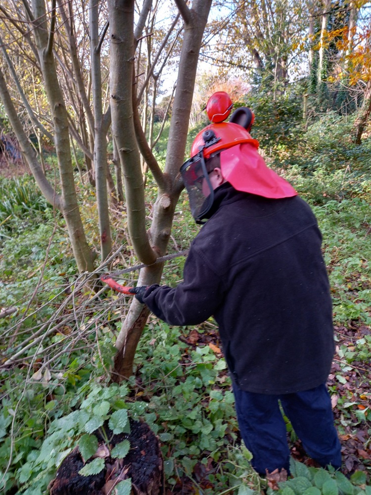 Pupil trimming branches