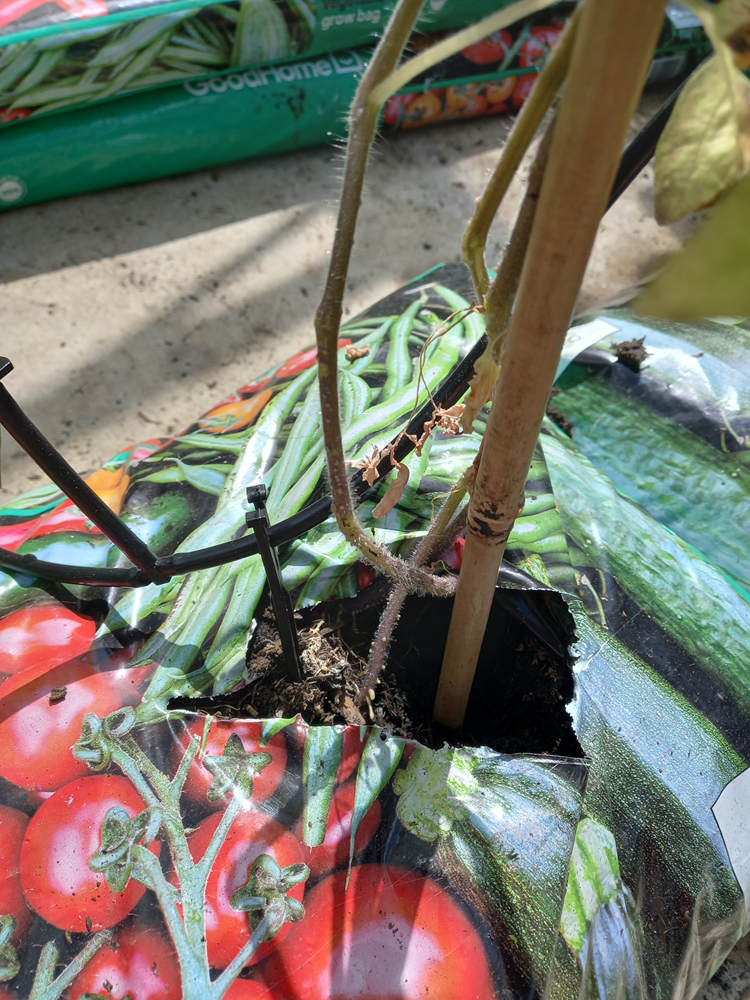 irrigation attached to tomato plant
