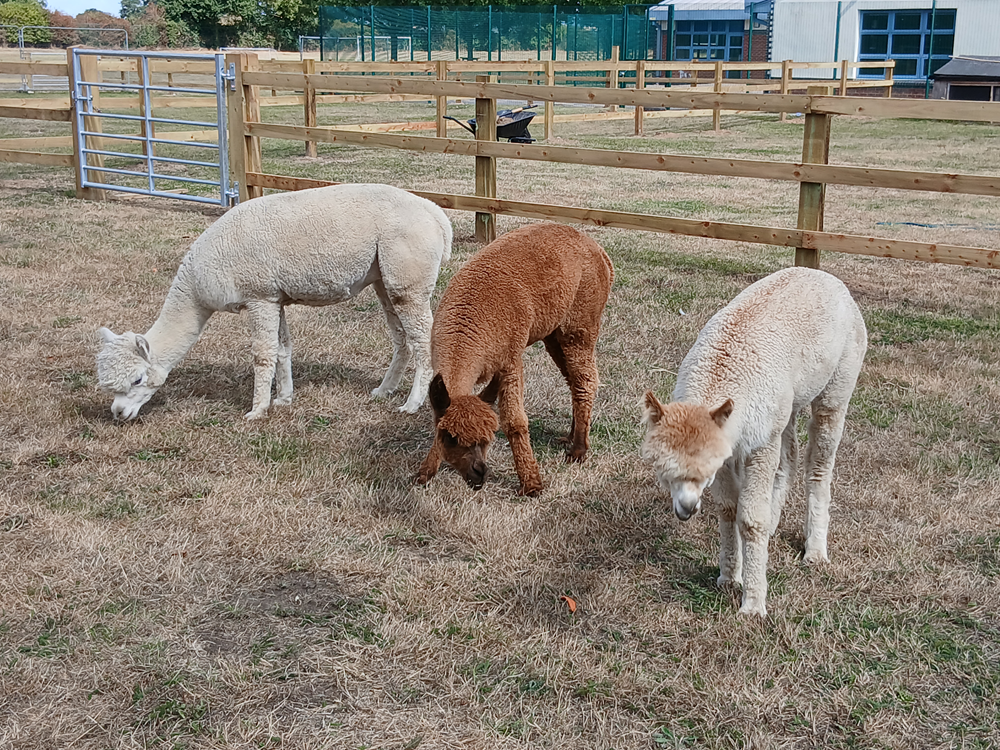 three Llamas eating grass enjoying their new home